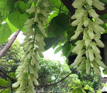 Nong Bua Complejo | Meena Resort