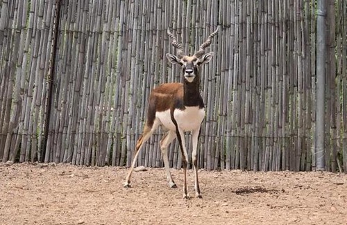 La Paz Otro | RANCHO SAFARI MEYIBO