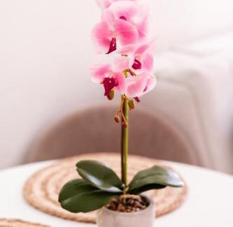Babilonija Apartamento | Mia Studio Apartment