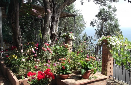 Dragonea Casa | mimosas al comienzo de la costa de Amalfi