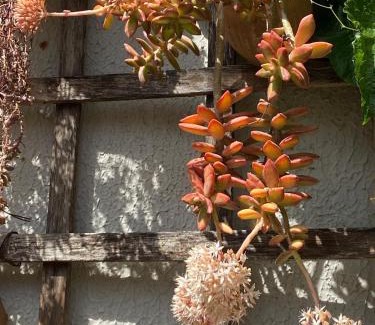 Sao Bento Apartamento | Mini casa charmosa no Bairro São Bento