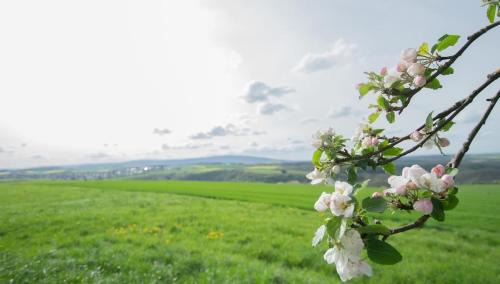 Schneppenbach Apartamento | Moderne Wohnung mit Panorama