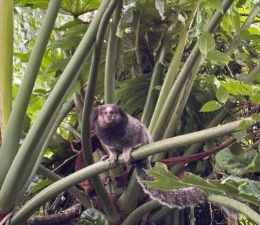 Florianopolis Villa | Monkey House