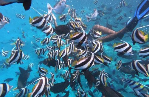 Himmafushi Casa | Moodhu Surf House