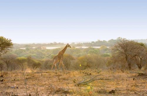 Thorny Bush Game Reserve Cabina | Motlala Game Lodge