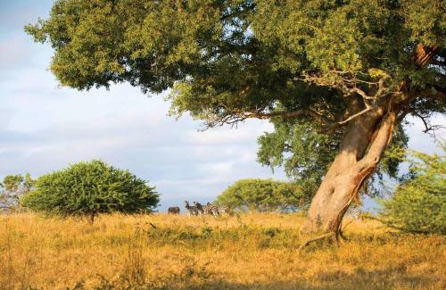 Thorny Bush Game Reserve Cabina | Motlala Game Lodge