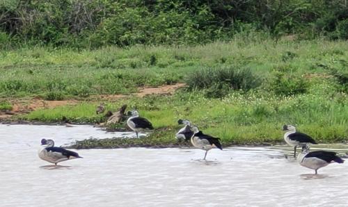 Thorny Bush Game Reserve Cabina | Motlala Game Lodge