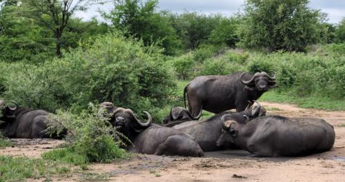 Thorny Bush Game Reserve Cabina | Motlala Game Lodge