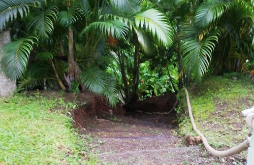 Georgetown Cabaña | Mountain Cottage surrounded by the native birds, the Amazona Guildingii