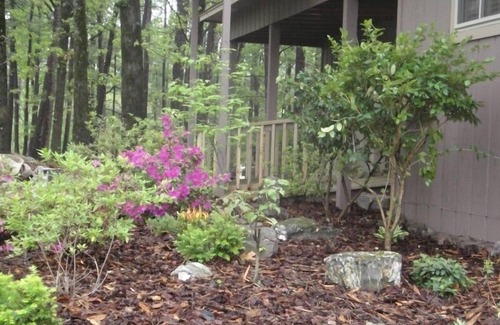 Mount Ida Cabaña | Mountain Harbor Forest View Lodge cottage by RedAwning