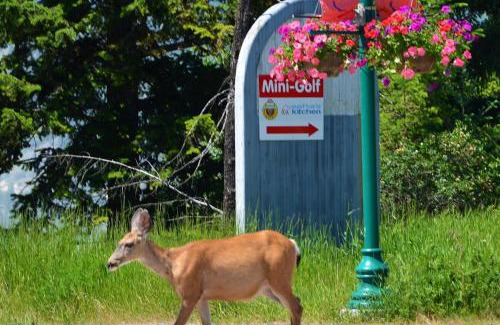 East Kootenay Apartamento | Mountain View Radium Condo - Copper Horn Village