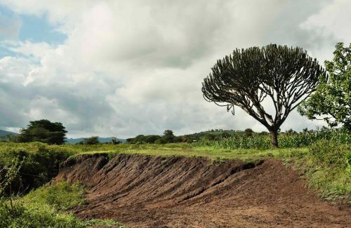 Arusha Casa | MSOVI Nest