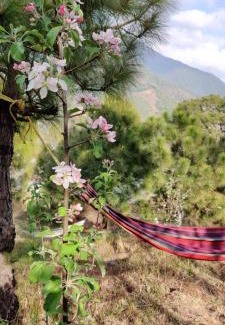 Palampur Casa | Musafir cottage