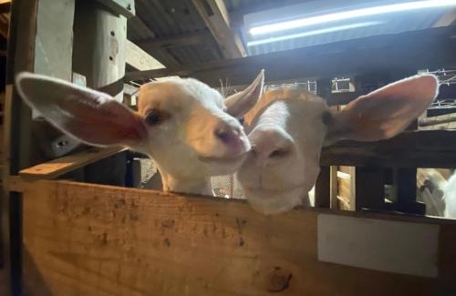Jana Casa | Muumin Farm