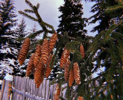 Likani Apartamento | Mzetamze Forest
