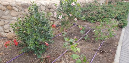 Neve Zohar Casa | Naama rooms for rent