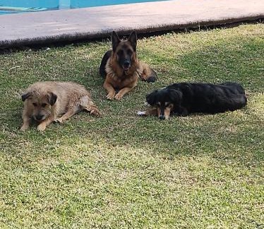 Texcalpan Otro | Nada y acampa con tus perritos