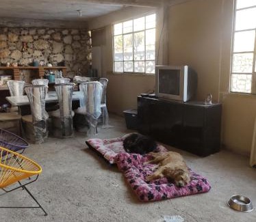 Texcalpan Otro | Nada y acampa con tus perritos