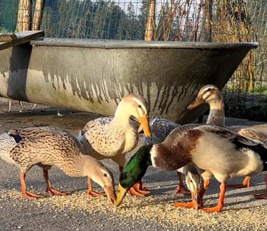 Krumbach Apartamento | Nahturhof - Urlaub am Bauernhof natürlich erleben