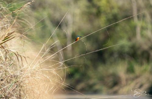Bardia Cama Y Desayuno | Namaste Bardiya Resort