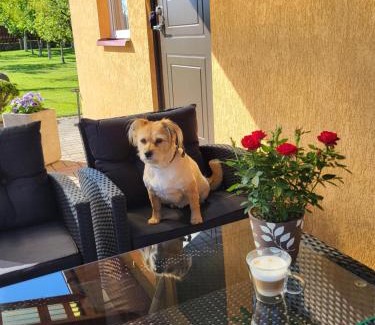 Druskininkai Apartamento | Namelis Rugilė