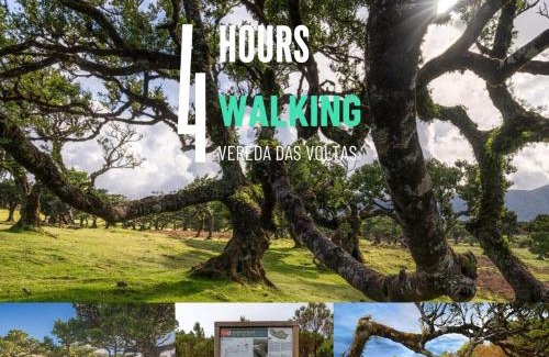 Porto Moniz Otro | Nature Retreat - Laurel Forest