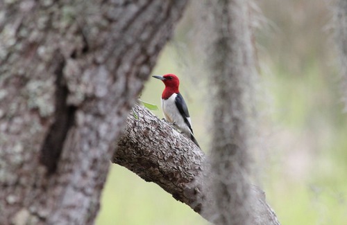 Townsend Casa | Near Shellman Bluff and Harrisneck Wildlife preserve. Fishing, Kayaking, Birding
