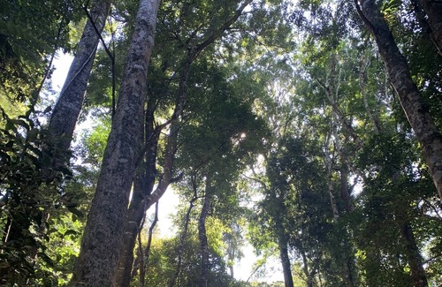 Fernbrook Cabaña | Nestled in the heart of Nature, Coachwood Cottage is Cozy and Peaceful.