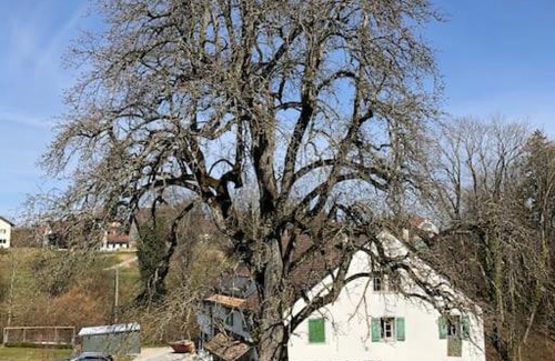 Pfaffikon District Apartamento | Neue, helle Wohnung auf einem Landgut nähe Schloss