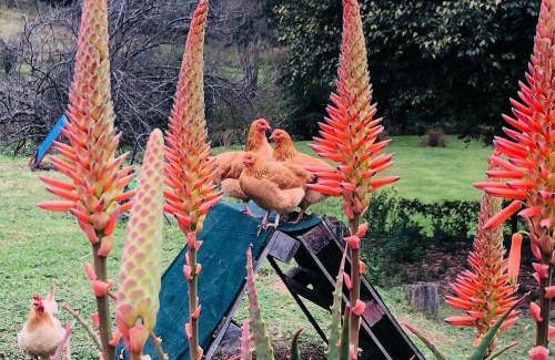 Curry's Post Casa | Newstead Farm - Country Cottages