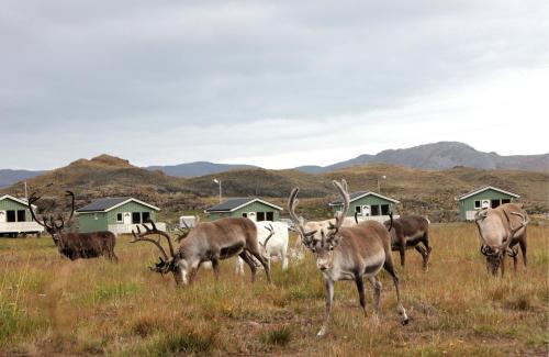 Nordkapp Complejo | Nordkapp Camping