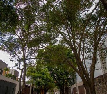 Jiutepec Casa | ¡Nueva! Bamboo La Guayaba (Alberca & Descanso)