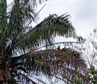 Alto Paraiso de Goias Cabina | O vilarejo chalés