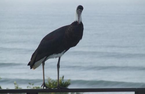Glenmore Cama Y Desayuno | Ocean Grove Guesthouse
