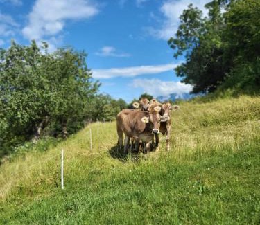 Tolmin Otro | oddih pr Toniqu