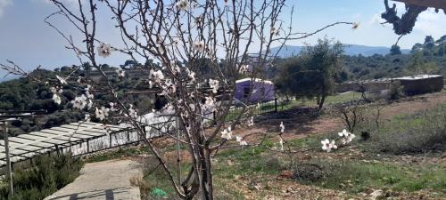 Suwailih Apartamento | Offgrid Jerash-Ajlune MountainView Studio Shalea شاليه استوديو جبال جرش