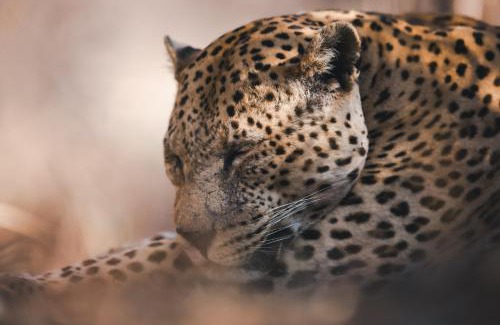 Otjozondjupa Region Chalet De Esquí | Okonjima Luxury Bush Camp