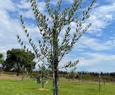 Mahala Apartamento | Olive house (near the airport)