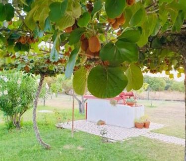 Mahala Apartamento | Olive house (near the airport)