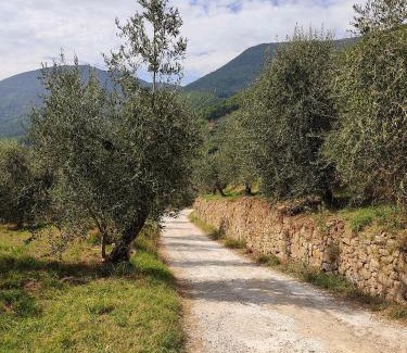 Calci Casa | Olive House Tuscany - Zona Pisa