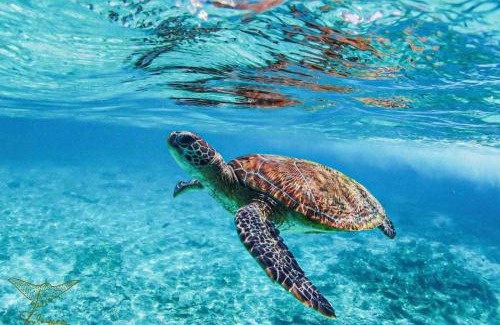 Seeb Alquiler De Eote | Oman daymaniyat island tour