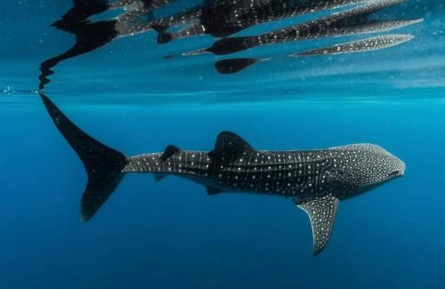 Seeb Alquiler De Eote | Oman daymaniyat island tour