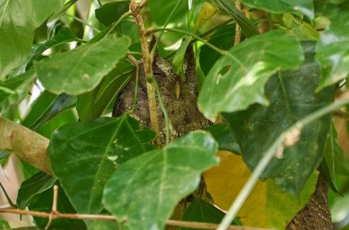 Bijagua Apartamento | One Bedroom Villa on 20 Acres of Nature! "Bird Paradise"