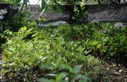 Kalimantan Cabina | Orangutan & Restoration Camp