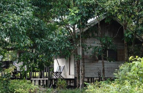 Kalimantan Cabina | Orangutan & Restoration Camp