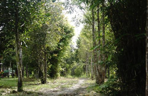 Kalimantan Cabina | Orangutan & Restoration Camp