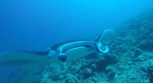 Himandhoo Cama Y Desayuno | Origami Inn Himandhoo