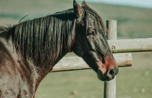Riversdale Casa | Oudebosch Guest Farm