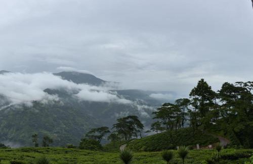 Darjeeling Casa | Pailang Tea Garden Homestay