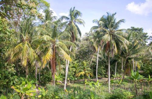 Necocli Apartamento | Palm House Getaway-150 m to sea